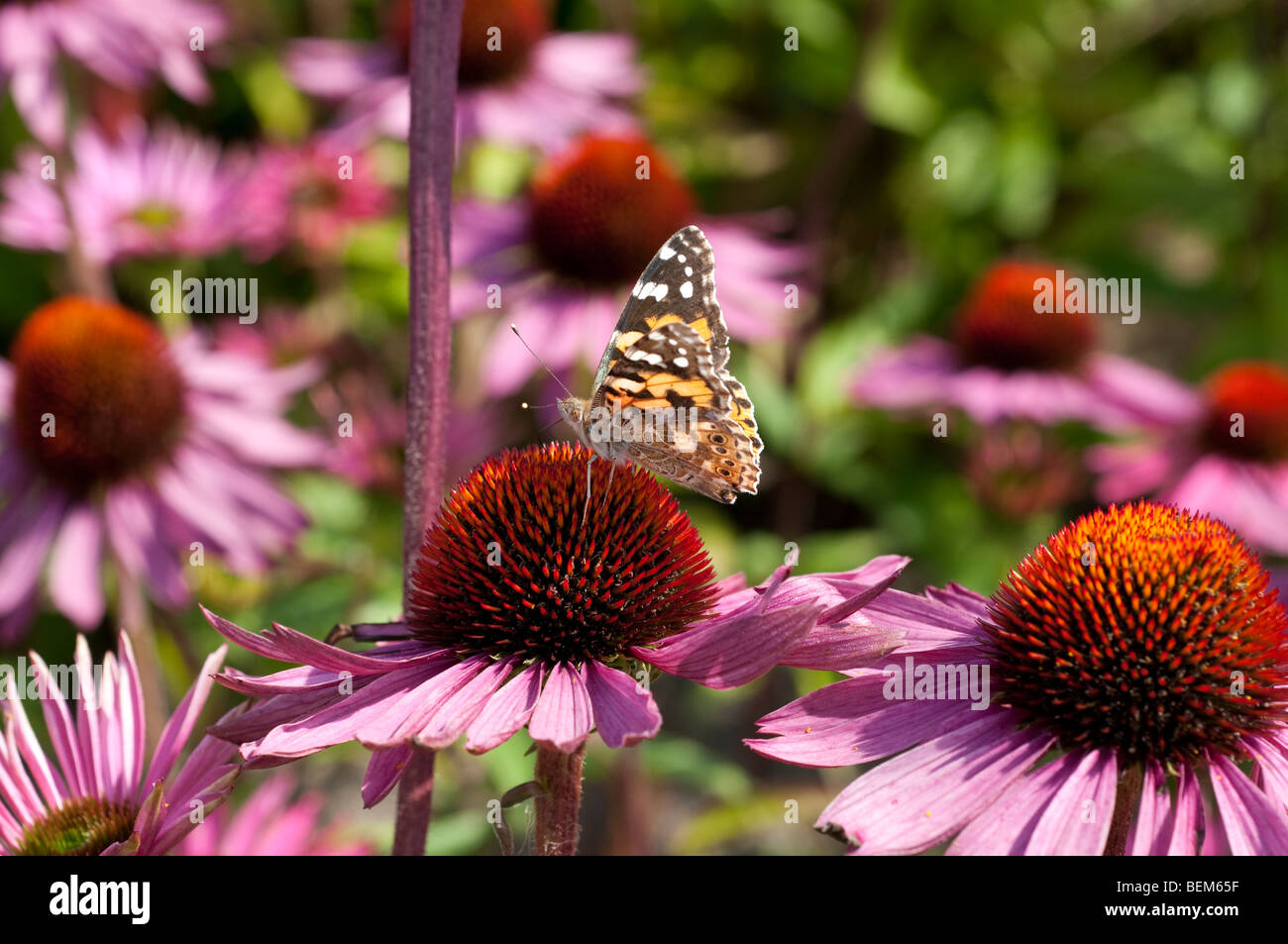 Painted lady butterfly on Echinacea purpurea RUBY GIANT Stock Photo Alamy