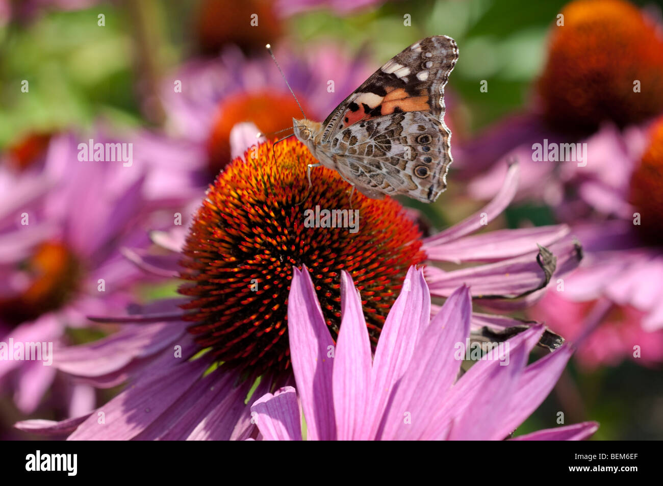 Painted lady butterfly on Echinacea purpurea RUBY GIANT flower Stock Photo