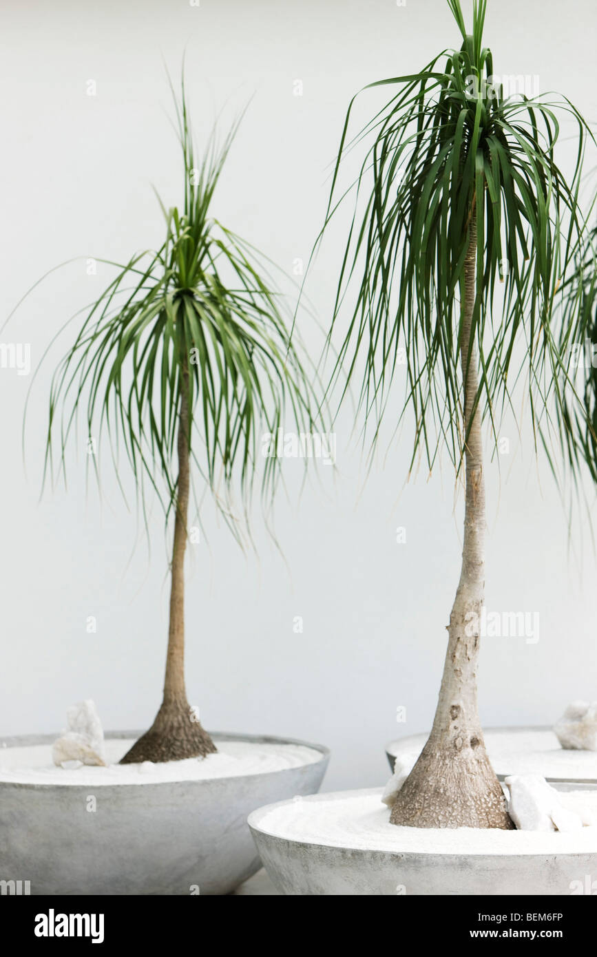 Potted Ponytail Palms (Beaucarnea recurvata) Stock Photo