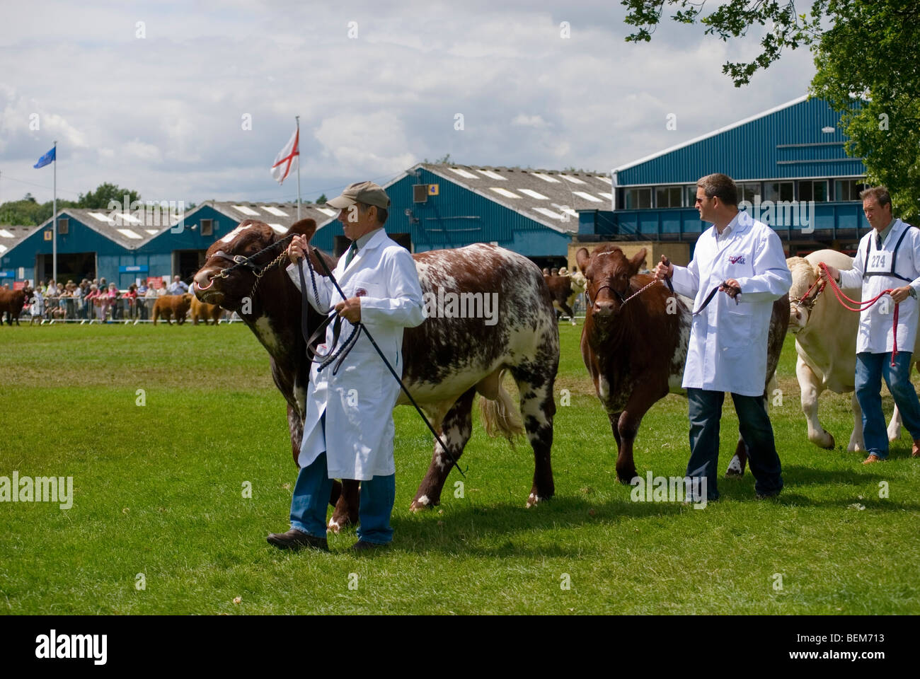 Cattle livestock show hires stock photography and images Alamy