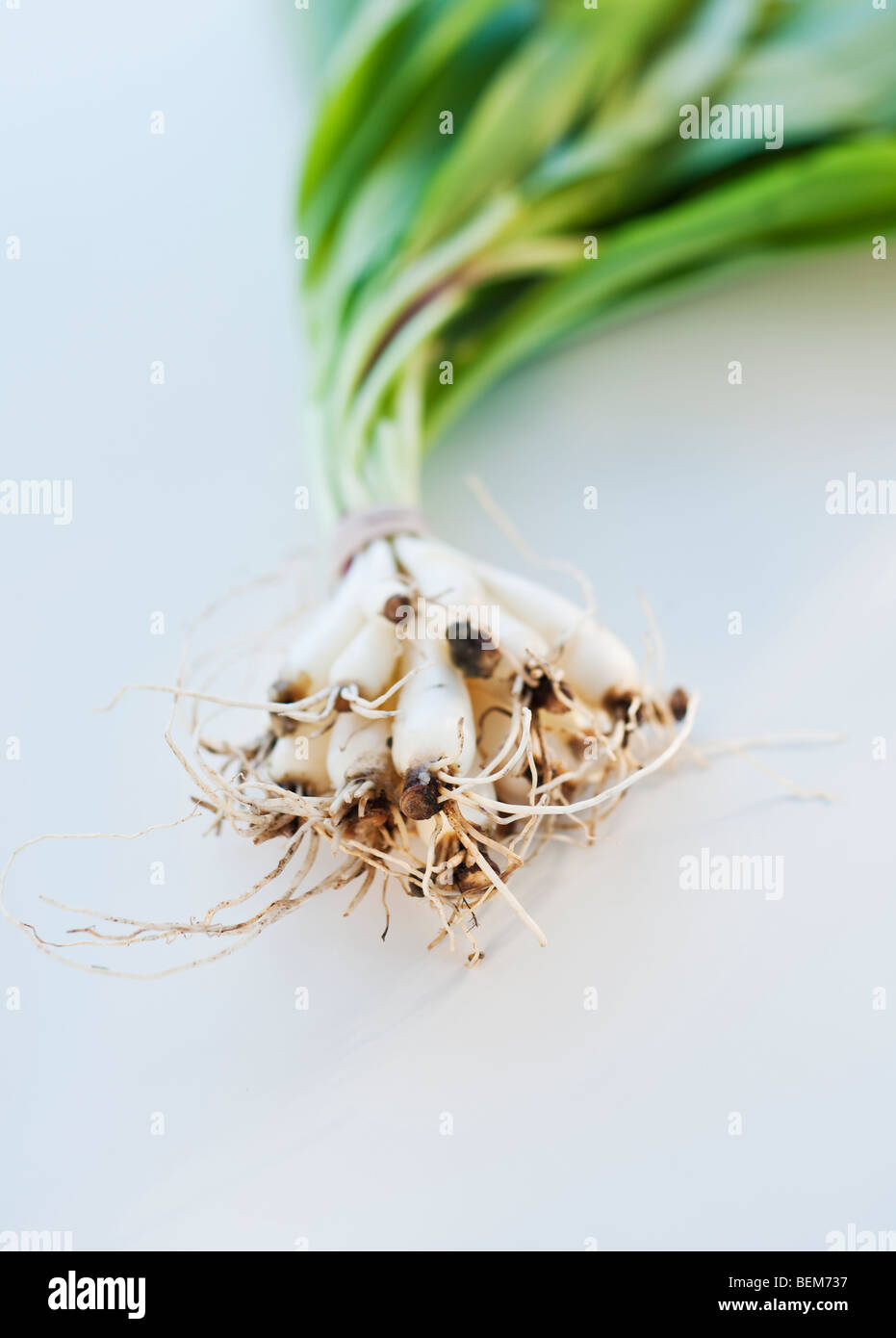 Green onions hi-res stock photography and images - Alamy