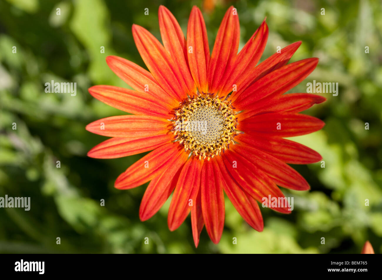 African daisy or Arctotis x hybrida FLAME Stock Photo