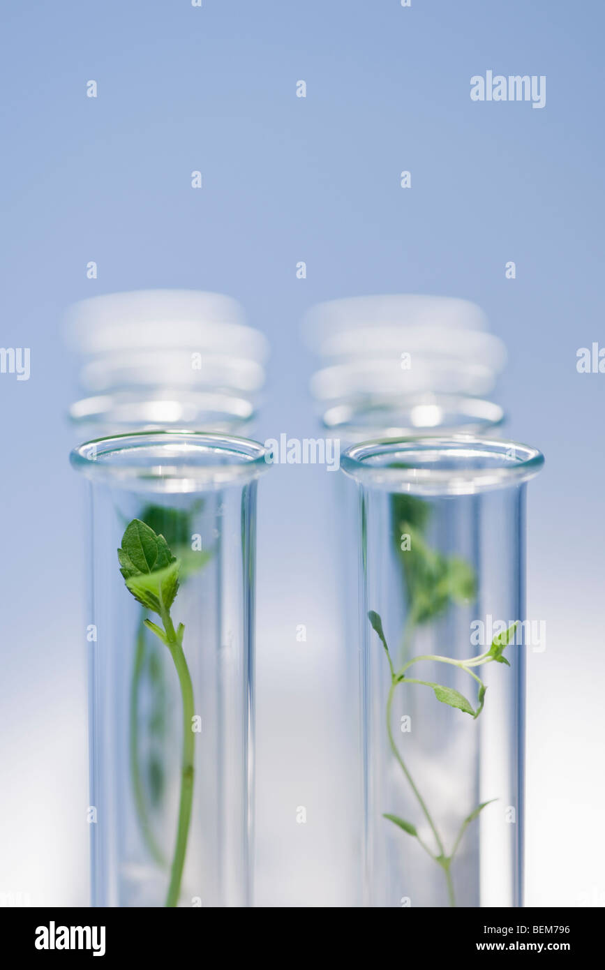 PLANTS FROM TEST TUBES BOOK PDF visual data 8