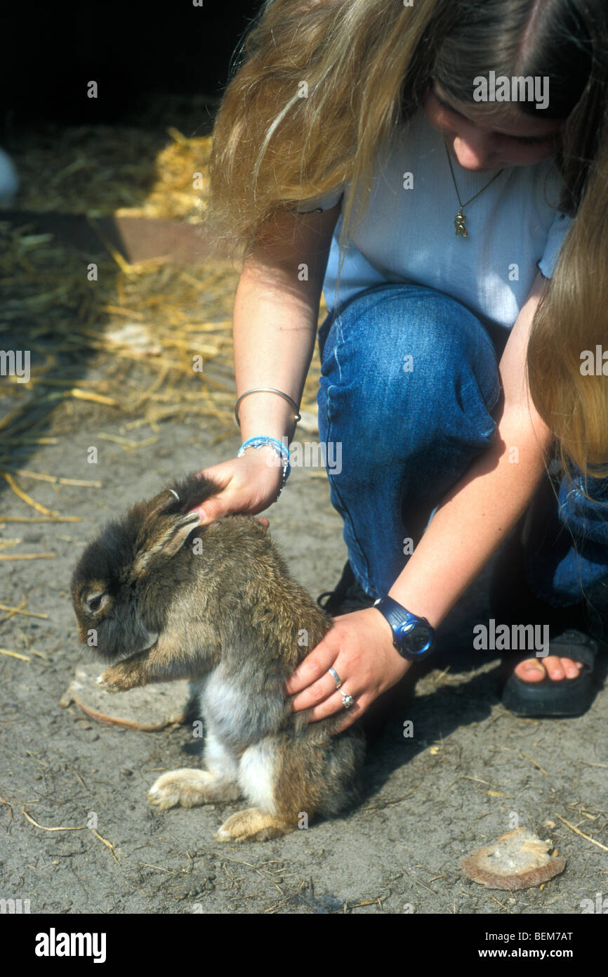 Correct way of holding rabbit (Oryctolagus cuniculus) by child Stock ...