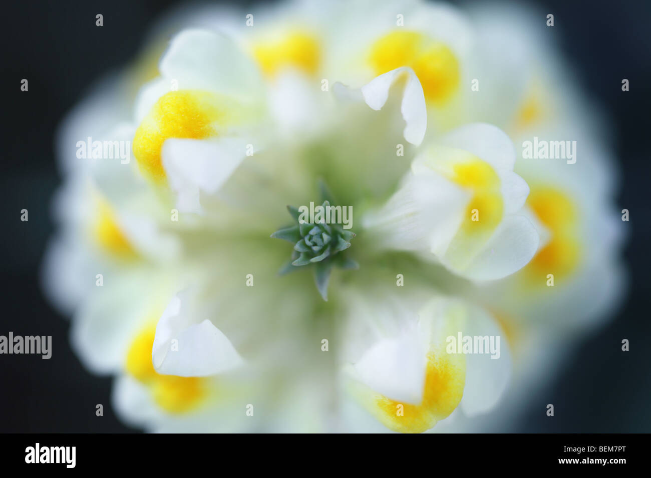 Common toadflax flowers viewed from above. Stock Photo