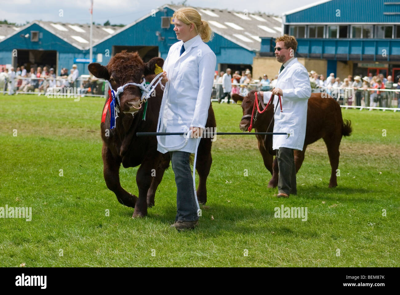 Small Dexter Cattle with handlers man and woman wearing white coats in Show Ring Stock Photo