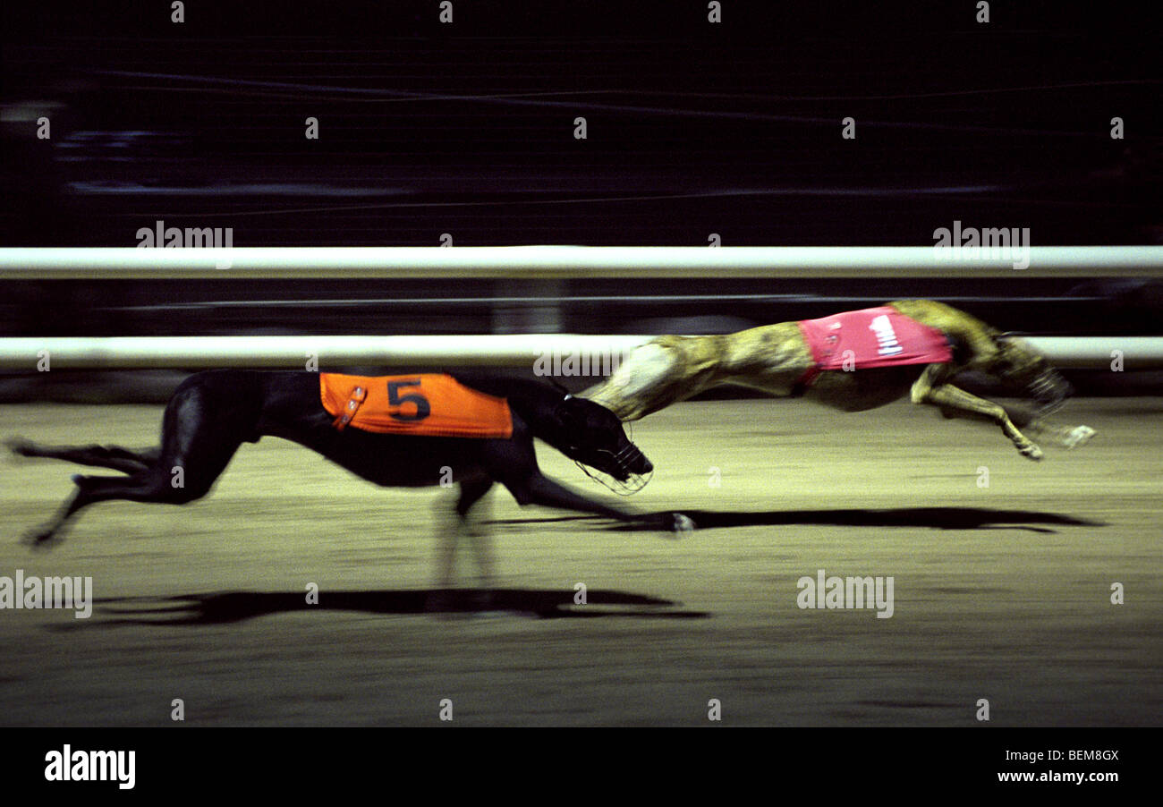 Greyhounds race during a night race at Owlerton Greyhound Stadium and Dog Track, Sheffield, South Yorkshire, UK. Stock Photo