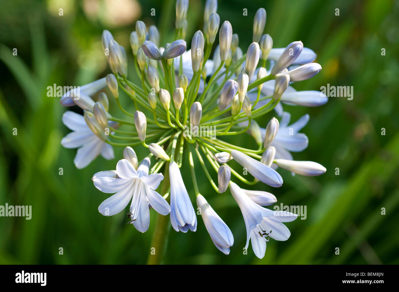 Blue agapanthus flower Stock Photo