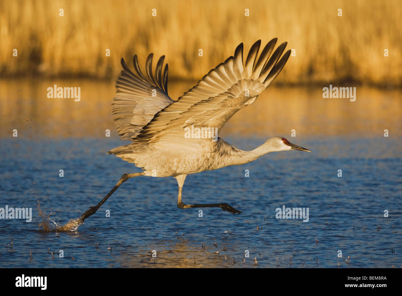 Sandhill Crane (Grus canadensis), adult taking off, Bosque del Apache National Wildlife Refuge , New Mexico, USA, Stock Photo