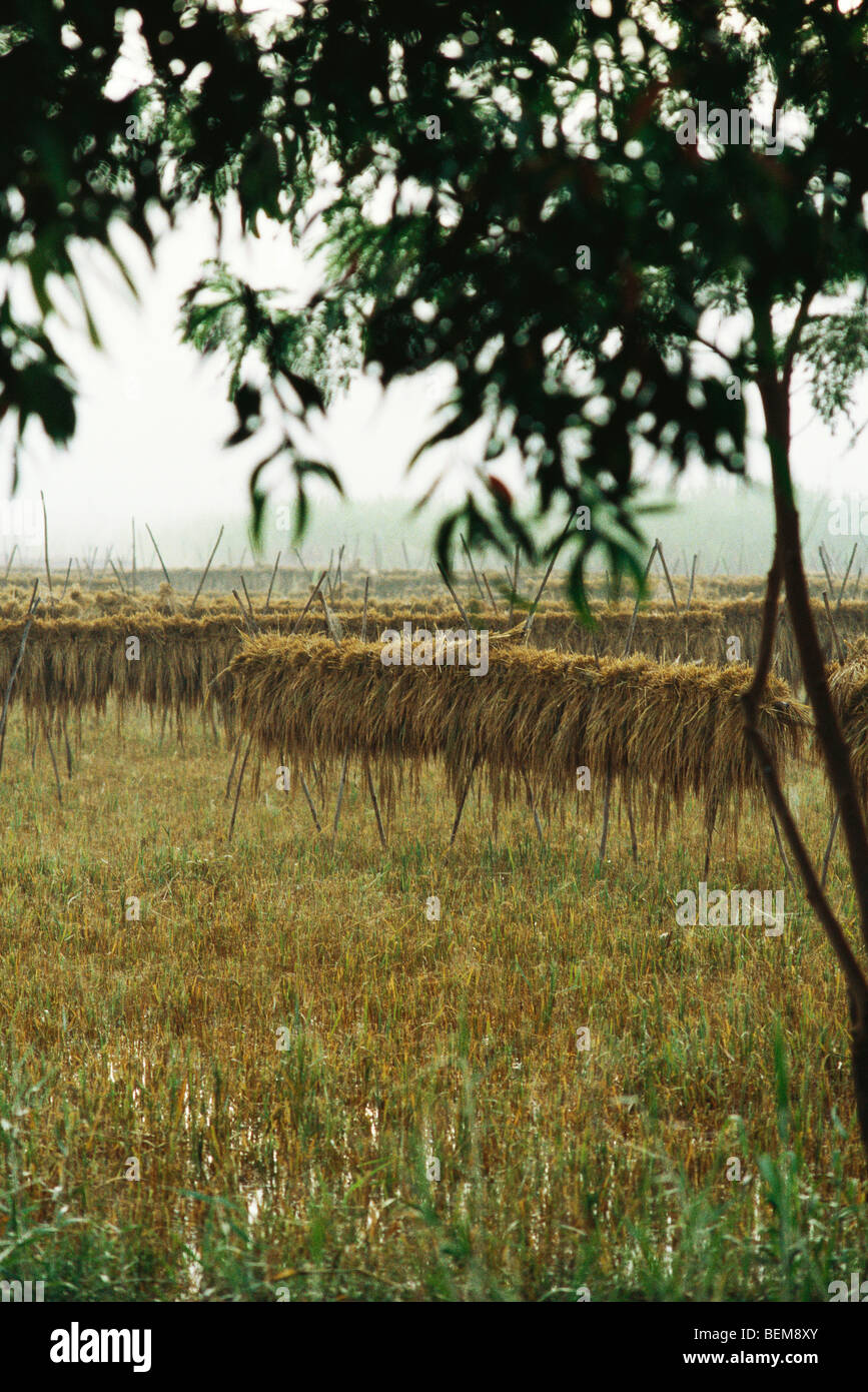 Harvested rice drying on poles, China Stock Photo