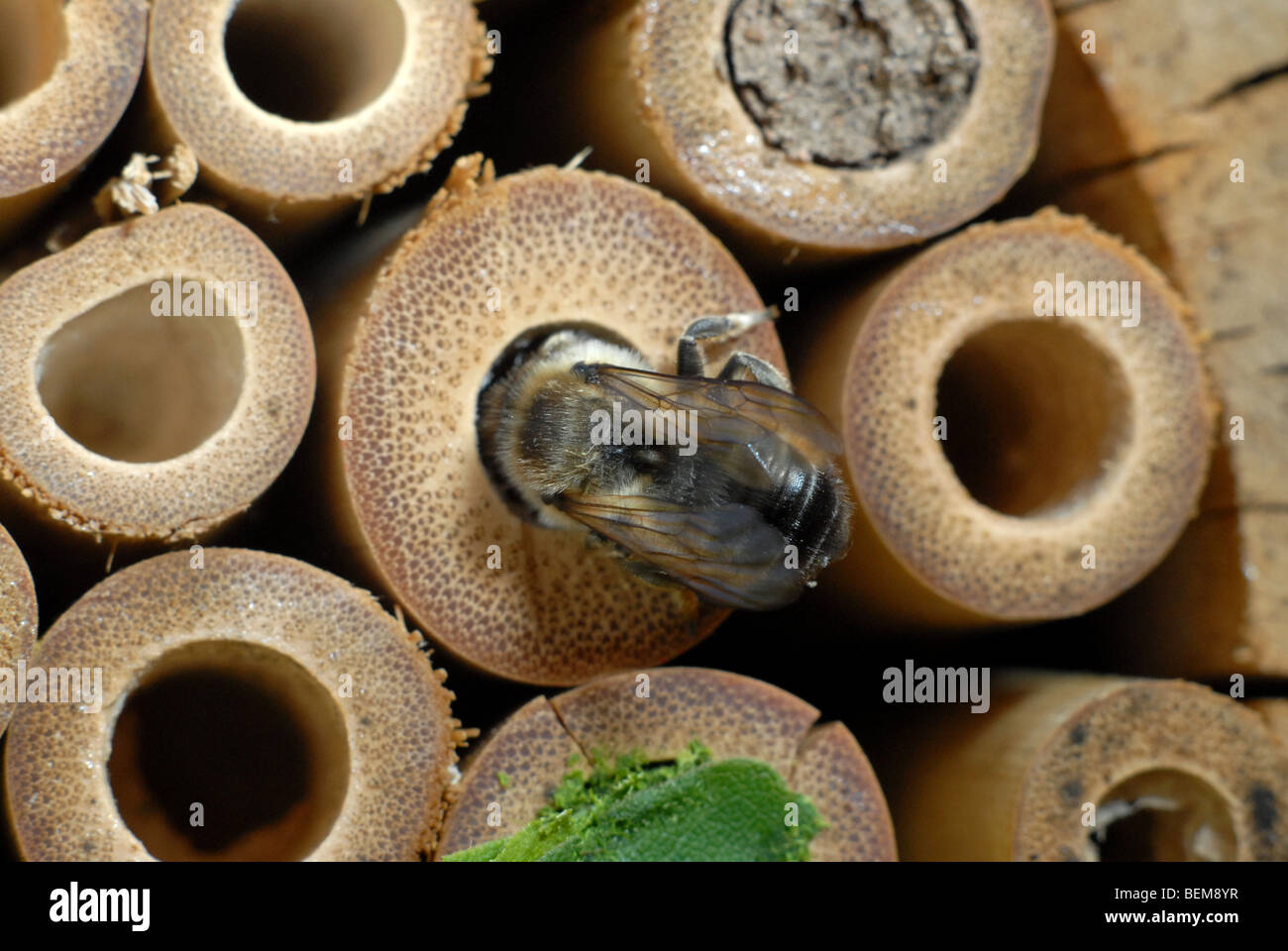 A leafcutter bee, Megachile centuncularis, on a bamboo home for solitary bees. Stock Photo