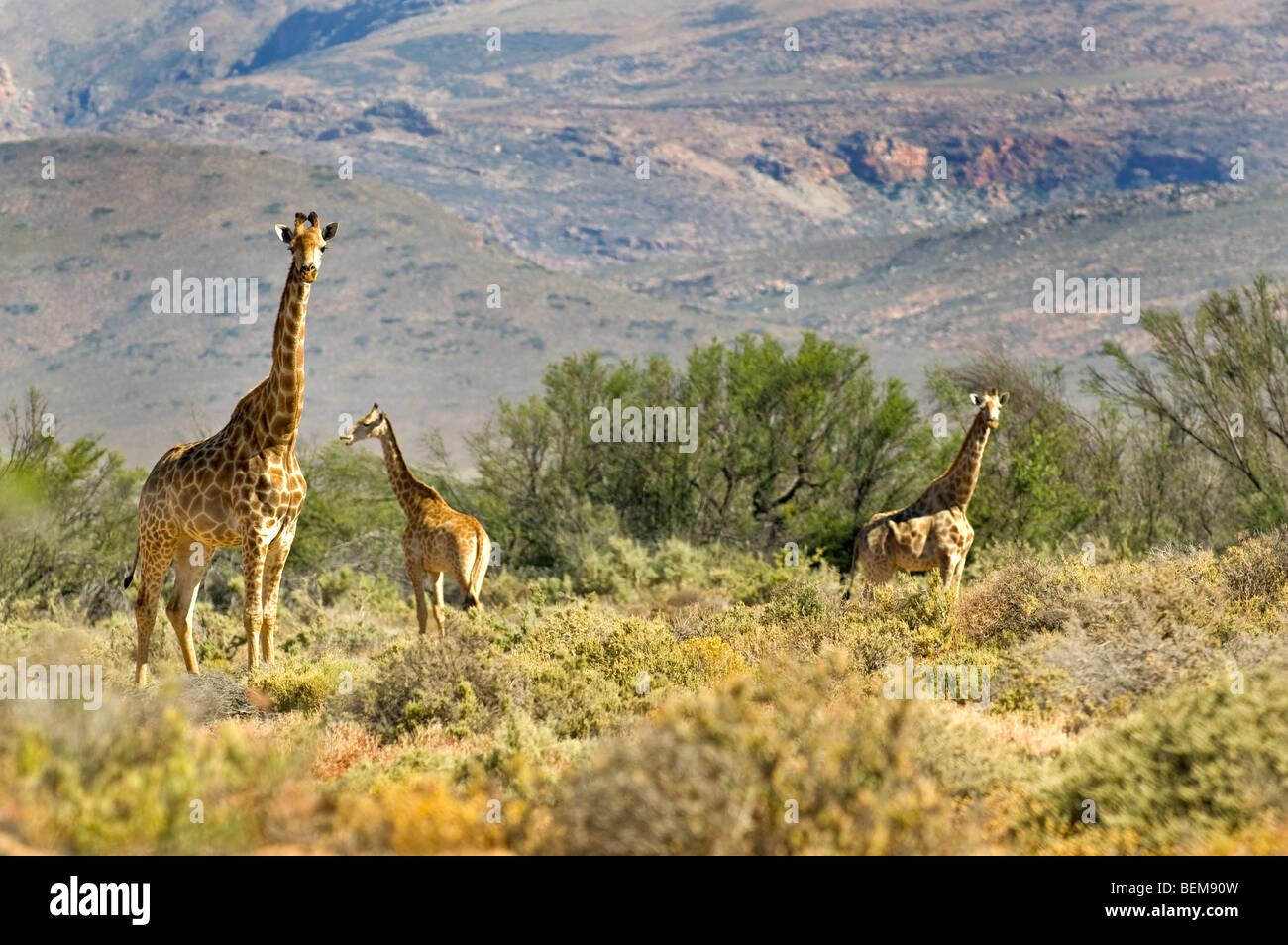 Three giraffes standing in the bush in South Africa with mountains in ...