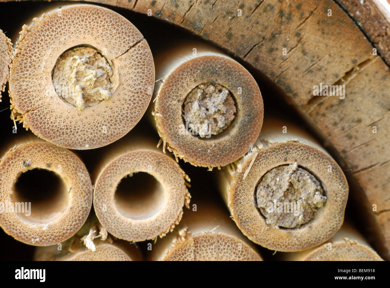 A bamboo home for solitary bees with nests made by mason bees, Osmia Rufus. Stock Photo
