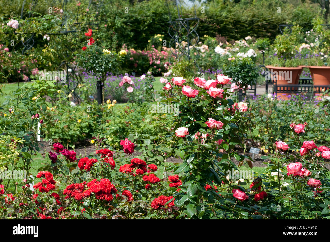 Rose garden with Rosa Remembrance and Rosa Nostalgia SAVARITA Stock Photo -  Alamy