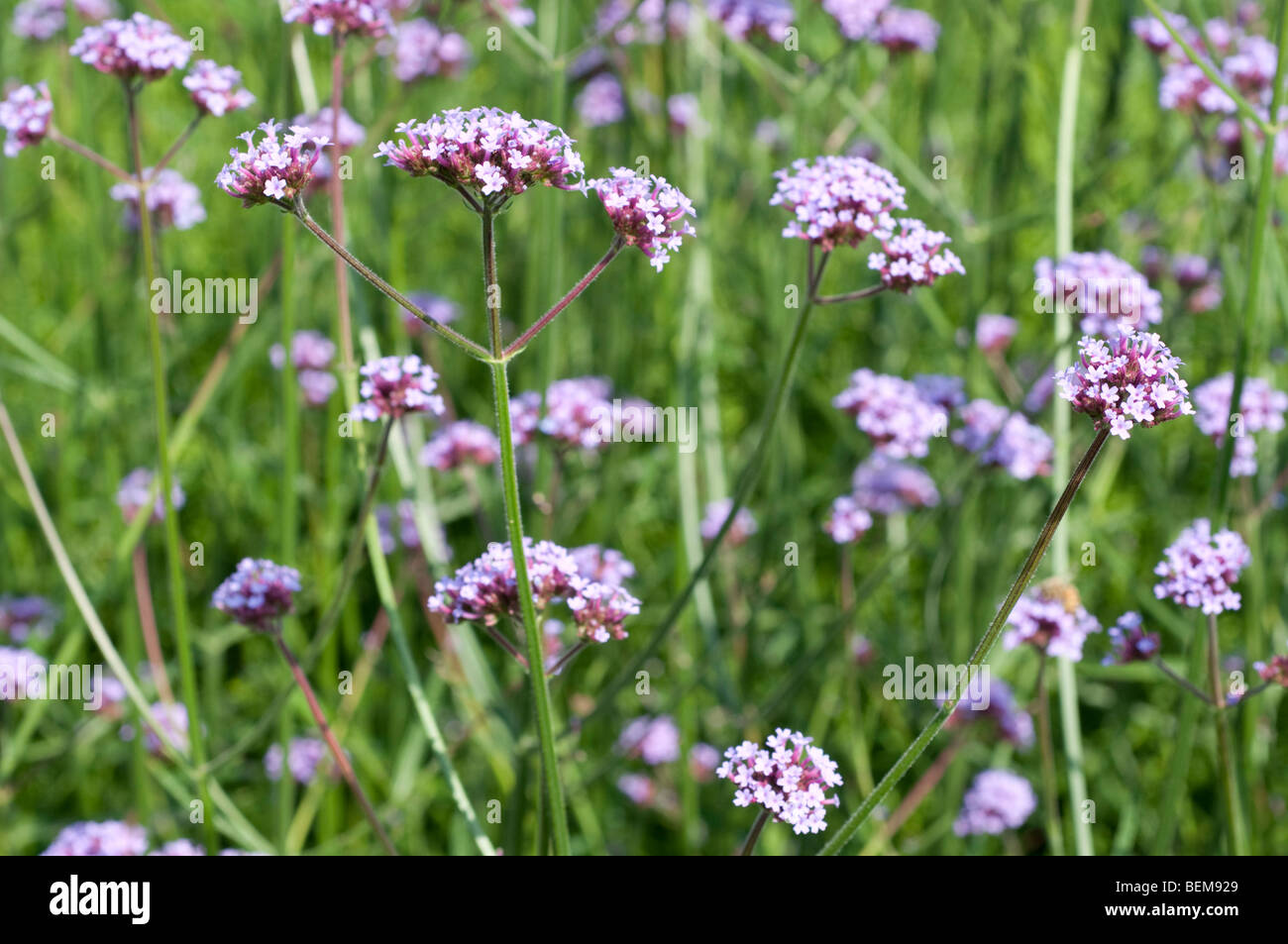 Verbena hi-res stock photography and images - Alamy