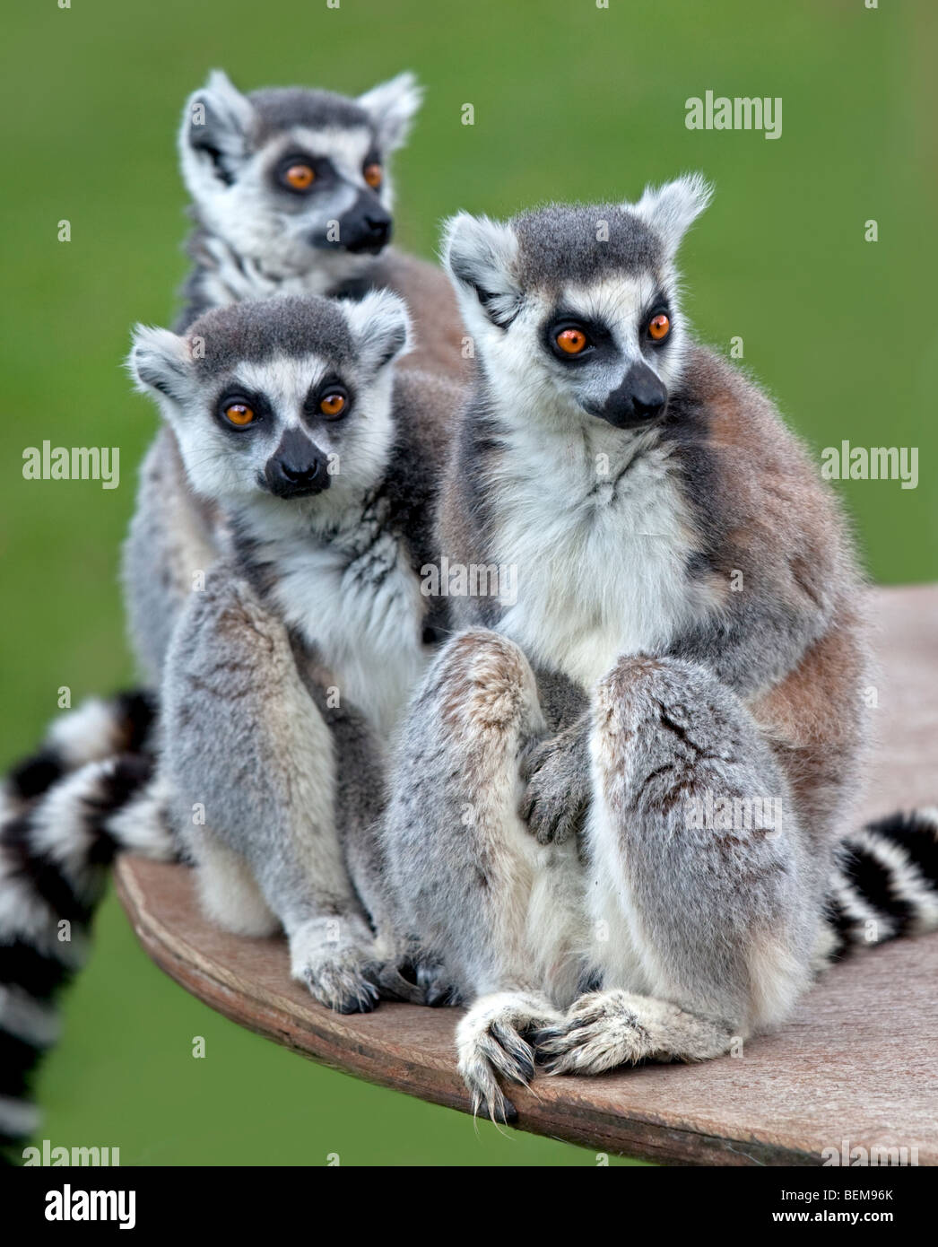 Group of Ring Tailed Lemurs (lemur catta) Stock Photo