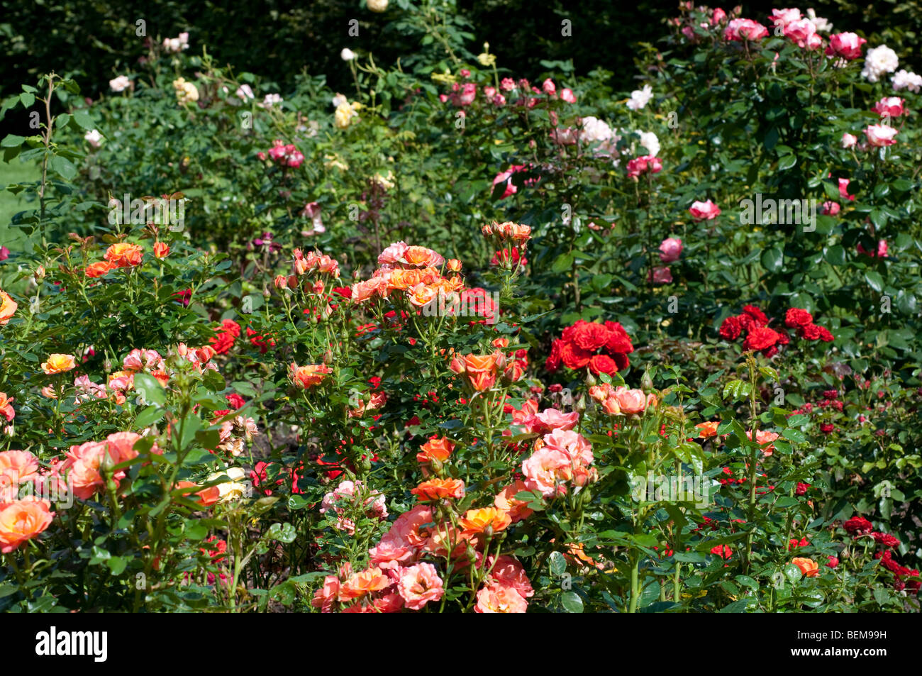 Rose garden with Rosa Old John DICWILLYNILLY, Rosa Remembrance and Rosa Nostalgia SAVARITA Stock Photo