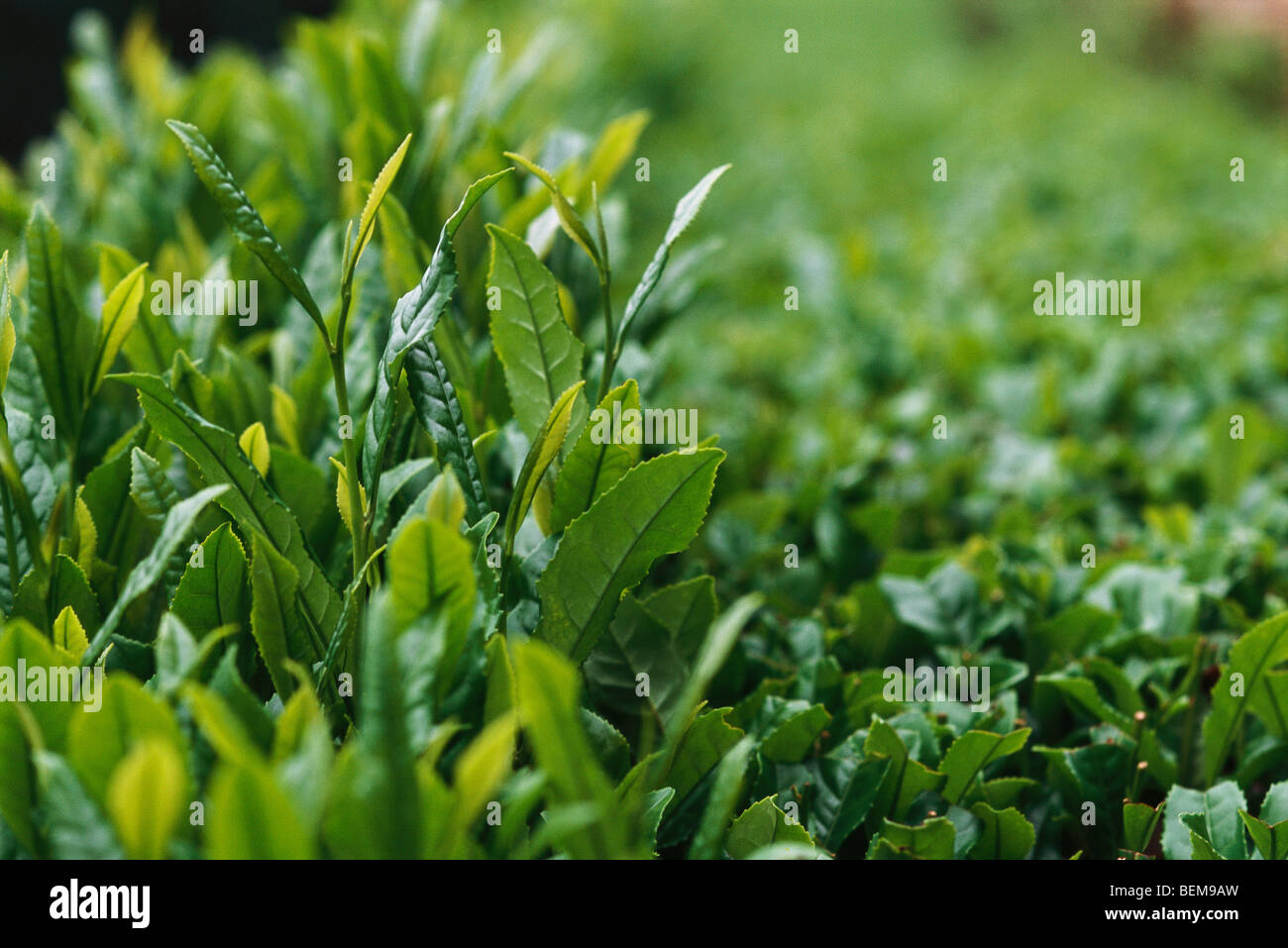 Tea plants, close-up Stock Photo
