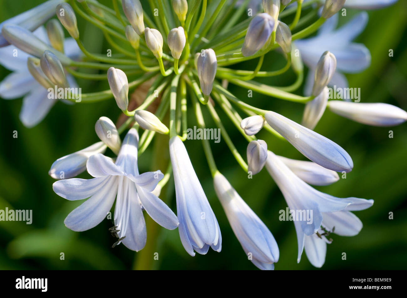 Blue agapanthus flower Stock Photo