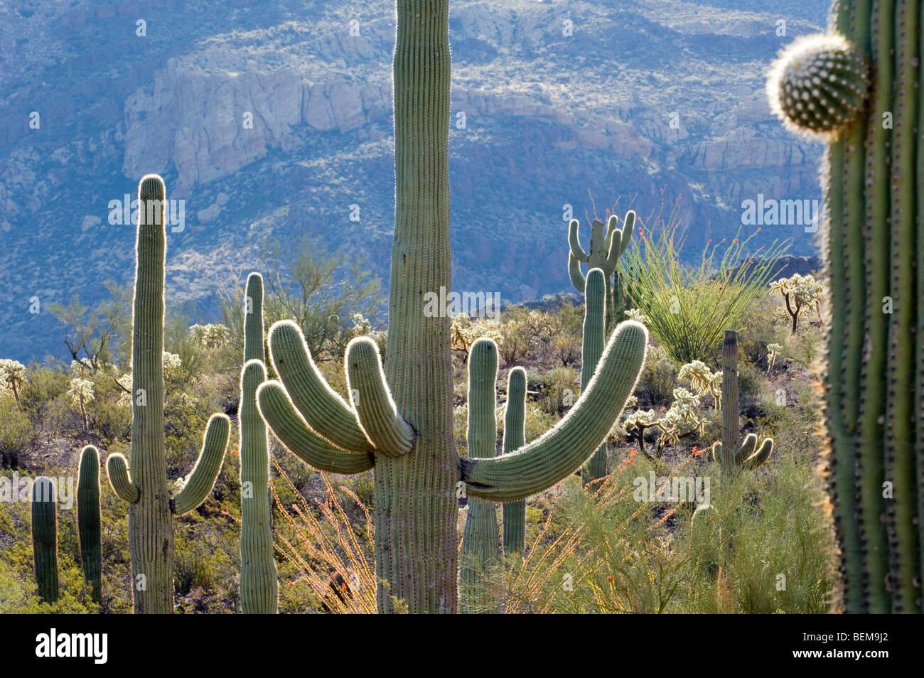 Saguaro cactus (Carnegiea gigantea) in the Sonoran desert, Organ Pipe Cactus National Monument, Arizona, US Stock Photo