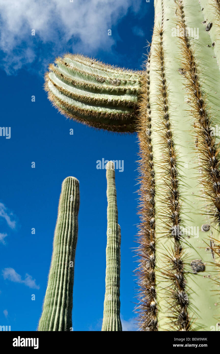 Close up of Saguaro cactus (Carnegiea gigantea) in the Sonoran desert ...
