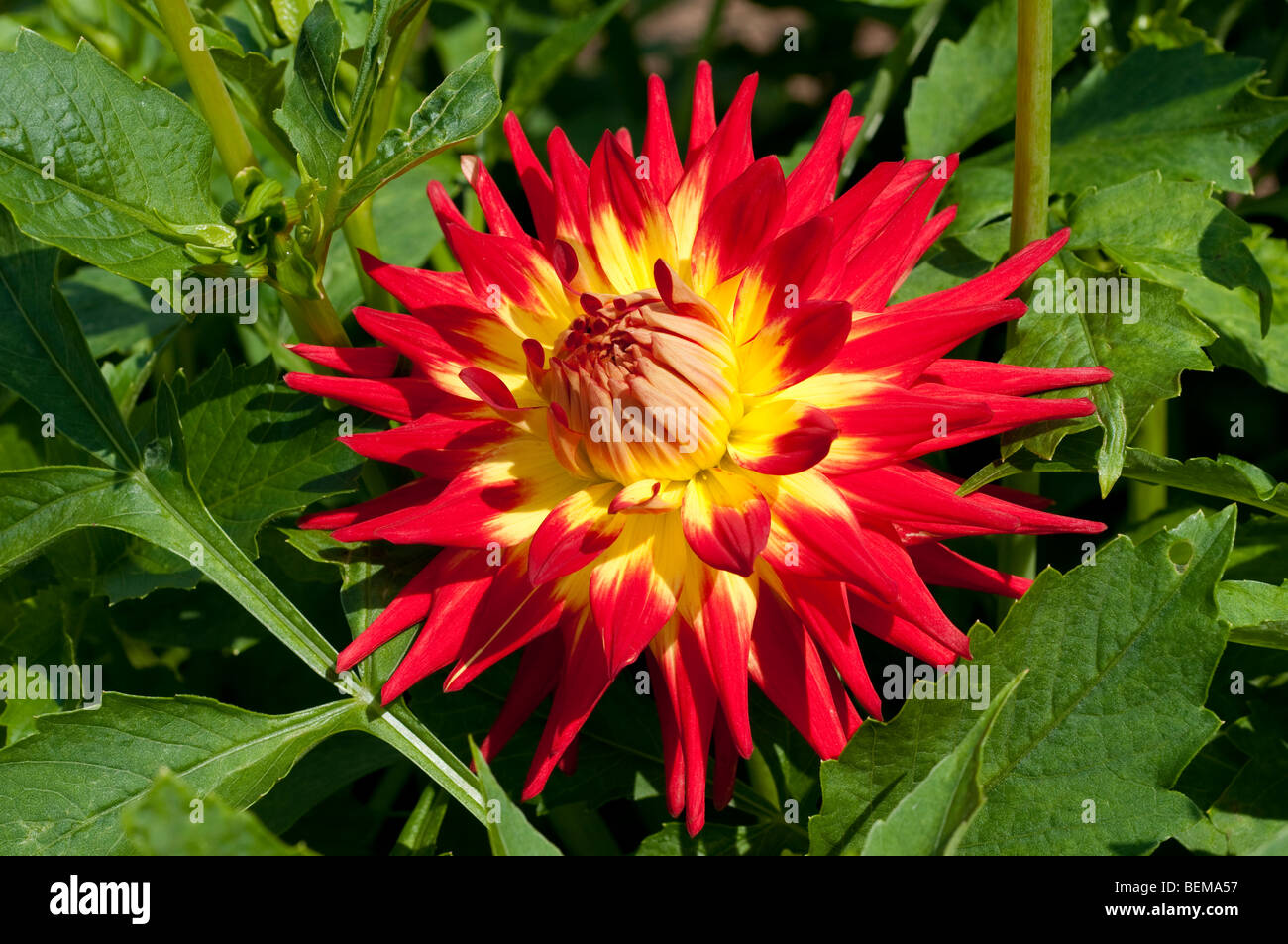 Dahlia Stock Photo