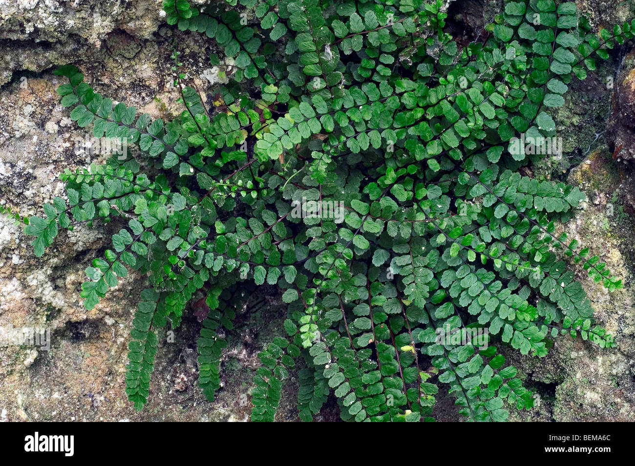 Maidenhair spleenwort (Asplenium trichomanes) growing in rock face