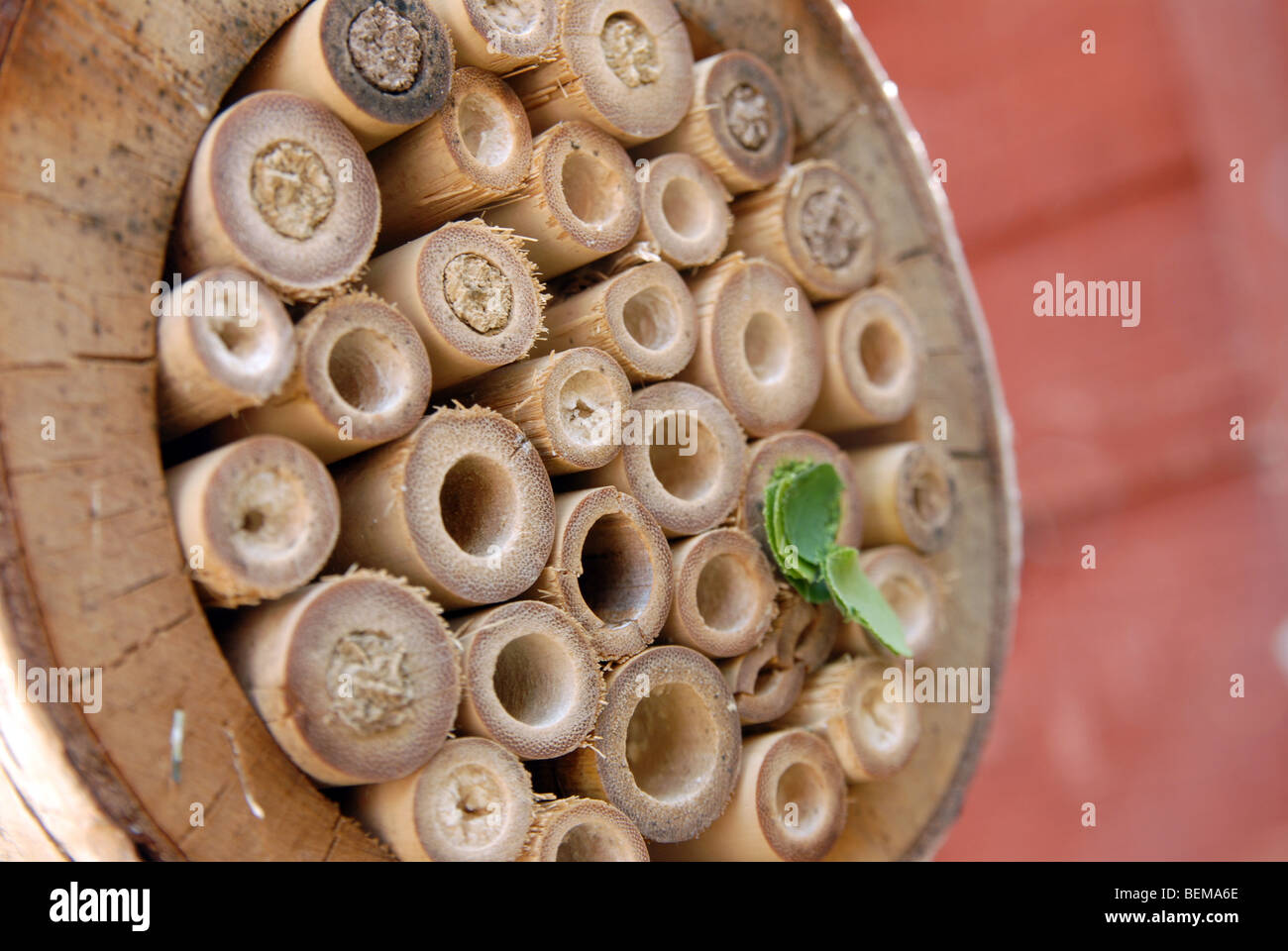 A bamboo home for solitary bees with nests made by mason bees, Osmia Rufus, and leafcutter bees, Megachile centuncularis. Stock Photo