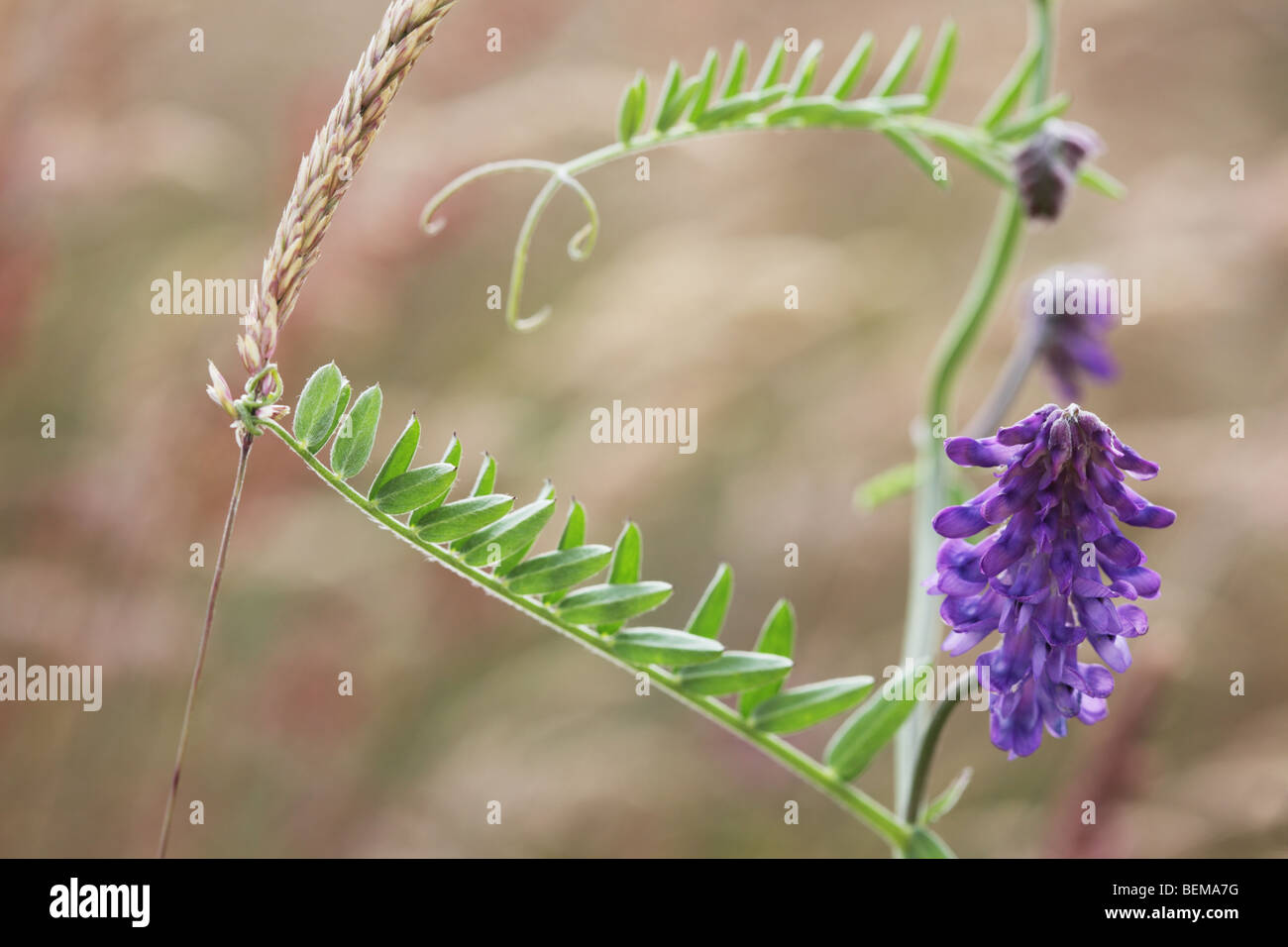 Tufted vetch sending out tendrils. Stock Photo
