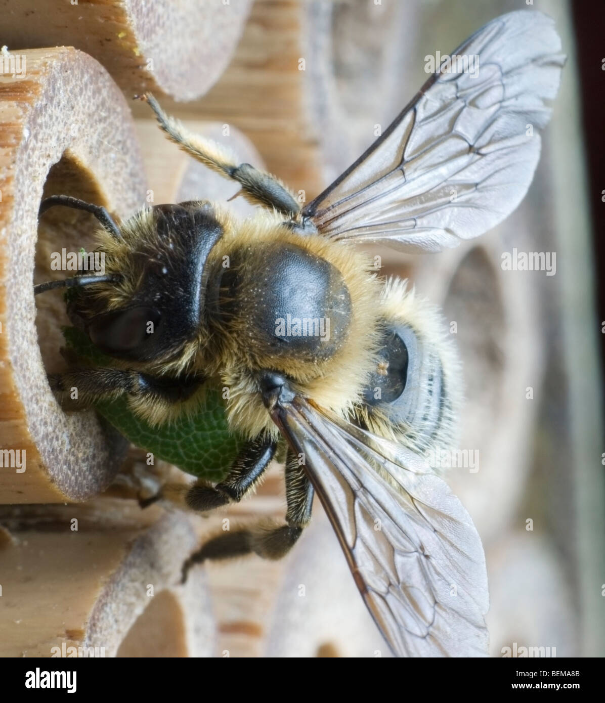 Leafcutter bee, Exeter, Devon. Stock Photo