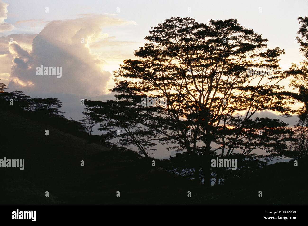 Tree silhouetted against sky in landscape Stock Photo - Alamy