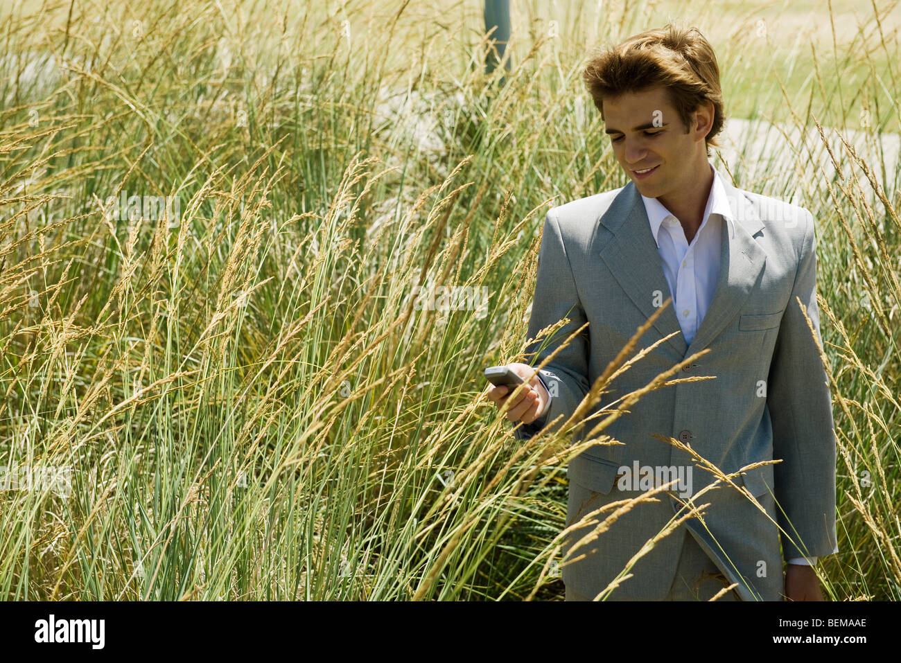 Businessman in tall grass looking at cell phone Stock Photo