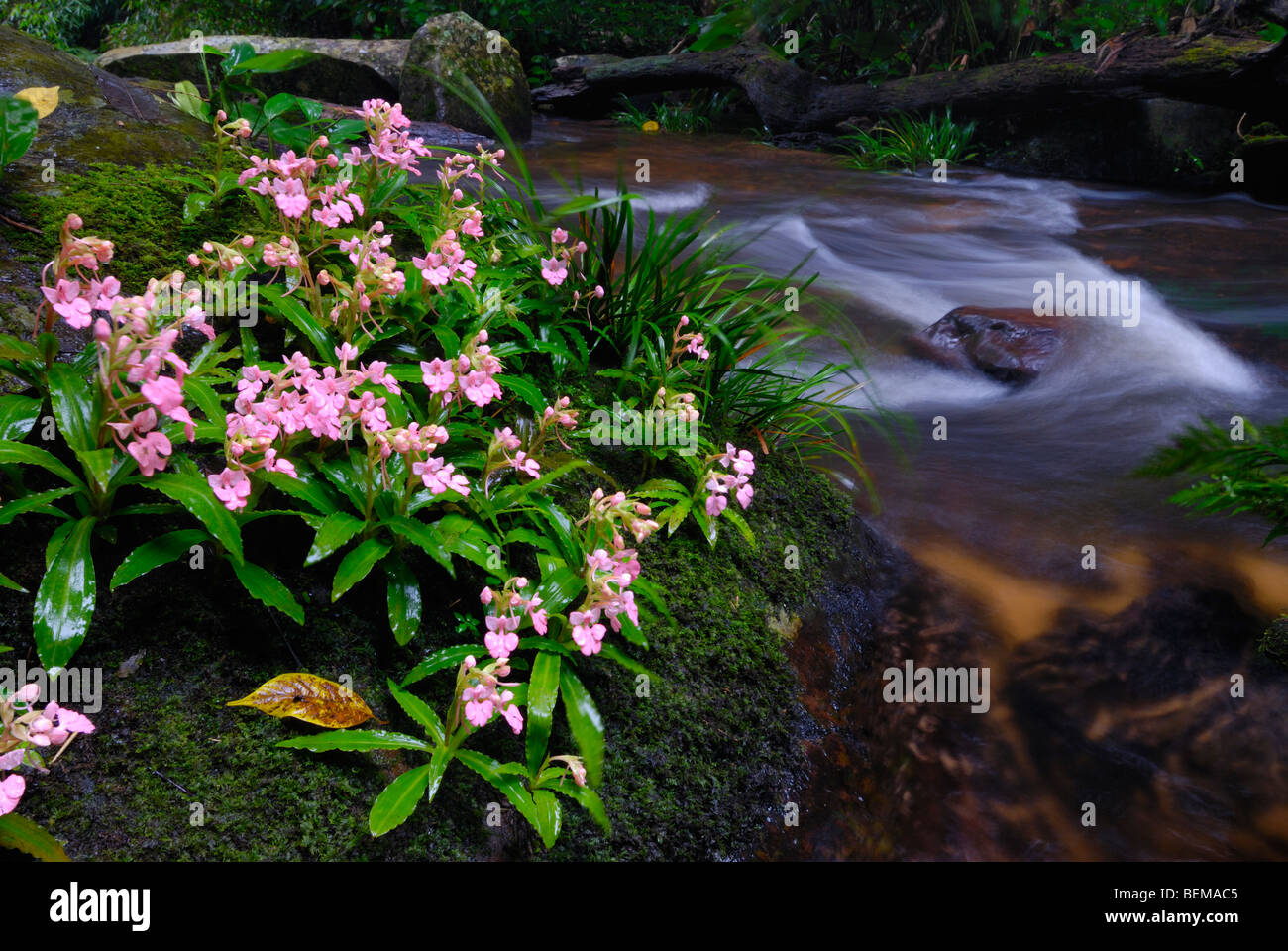 Wild orchid in Phu Hin Rong Kla national park, Thailand Stock Photo