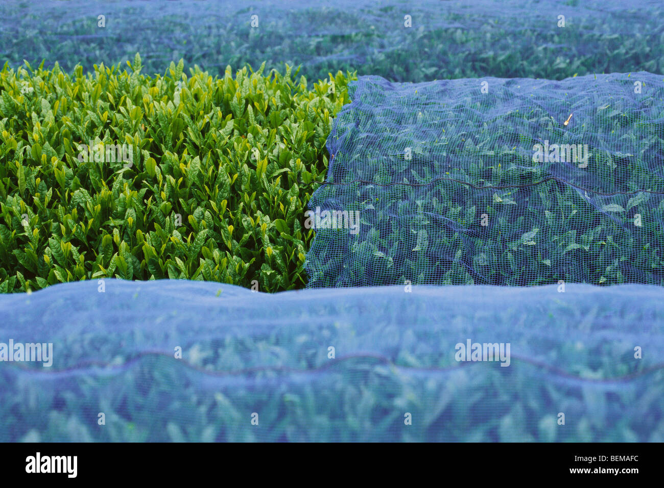 Tea plants covered with netting, Japan Stock Photo Alamy