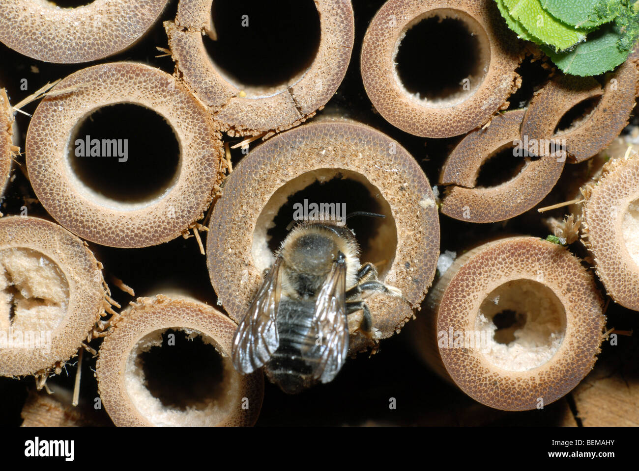 A leafcutter bee, Megachile centuncularis, on a bamboo home for solitary bees. Stock Photo