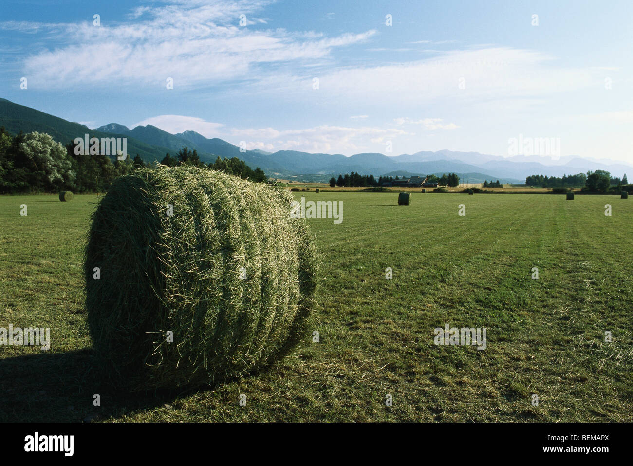Bales of hay in field, Cerdanya, Pyrenees, Spain Stock Photo