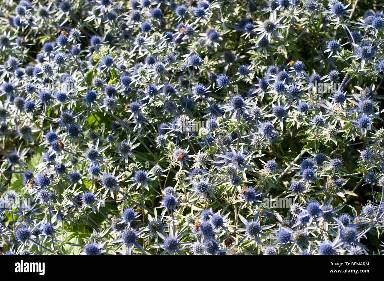 Sea holly, Eryngium tripartitum Stock Photo