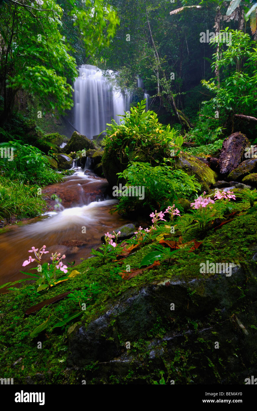 Wild orchid in front of a waterfall Stock Photo