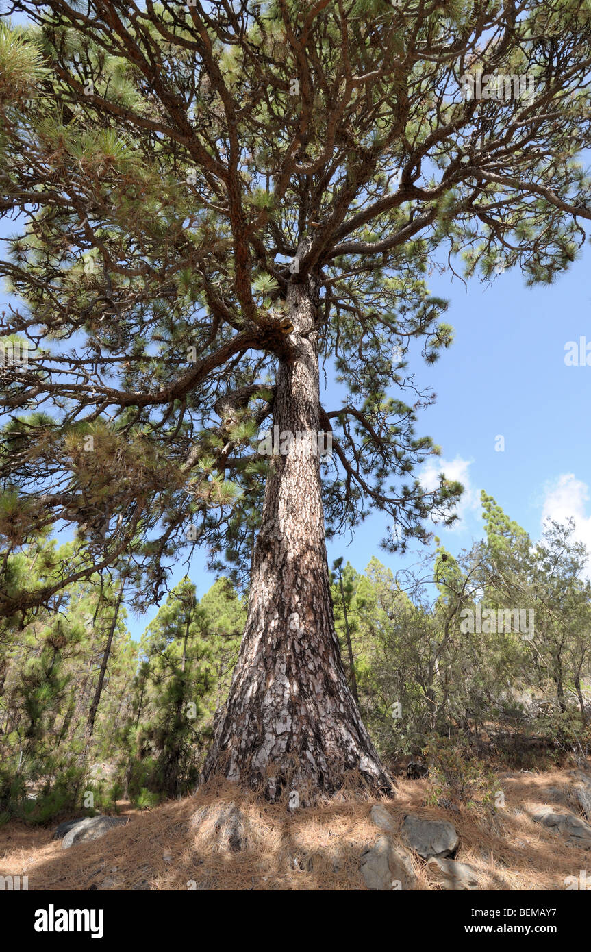 Pine tree in the Teide National Park, Tenerife Spain Stock Photo