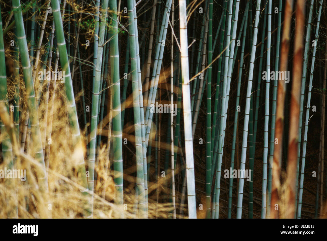 Bamboo grove, Japan Stock Photo - Alamy