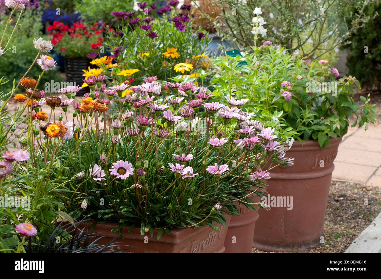 Flowers in containers Stock Photo Alamy