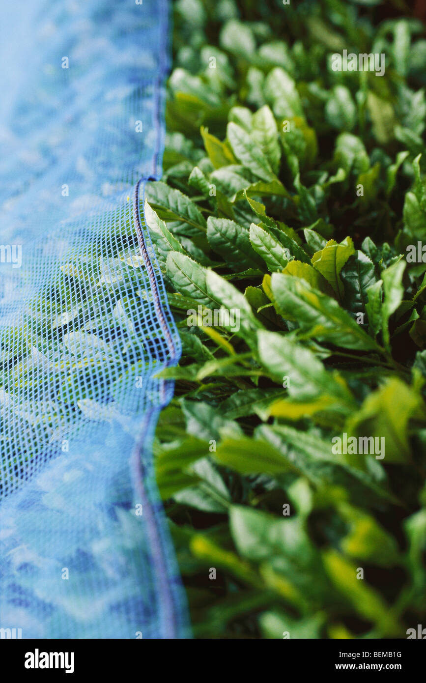 Tea plants covered with netting, Japan Stock Photo Alamy