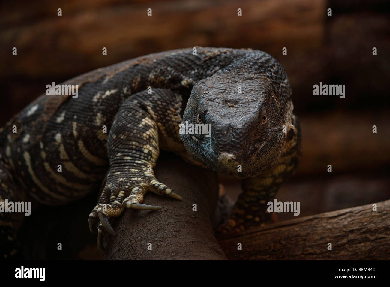 Prowling monitor lizard Stock Photo