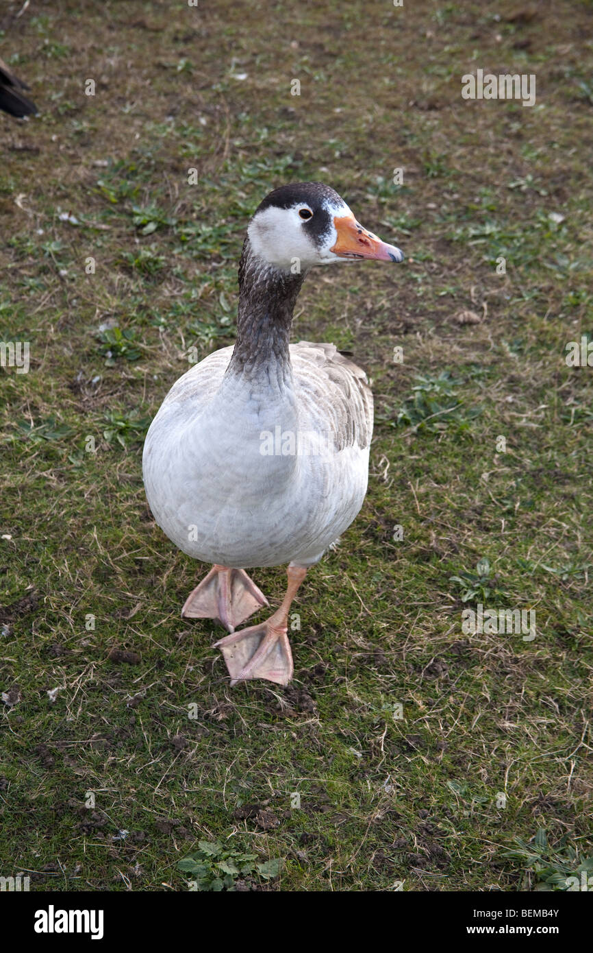 Goose at wanstead Flats, London, England. Stock Photo