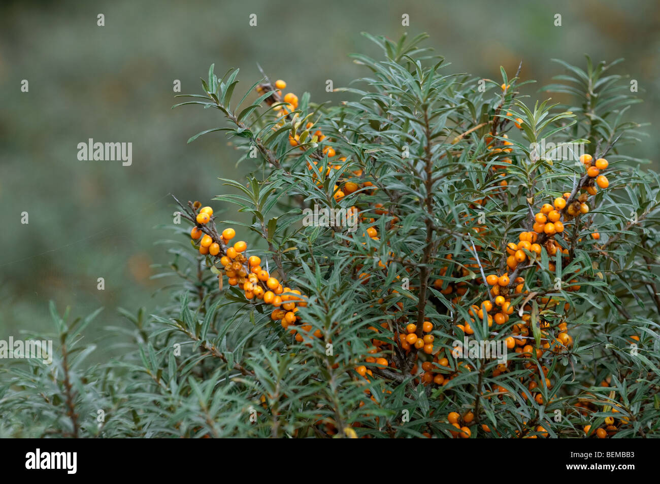 Common Sea-buckthorn (Hippophae rhamnoides) twig with ripe berries in summer Stock Photo