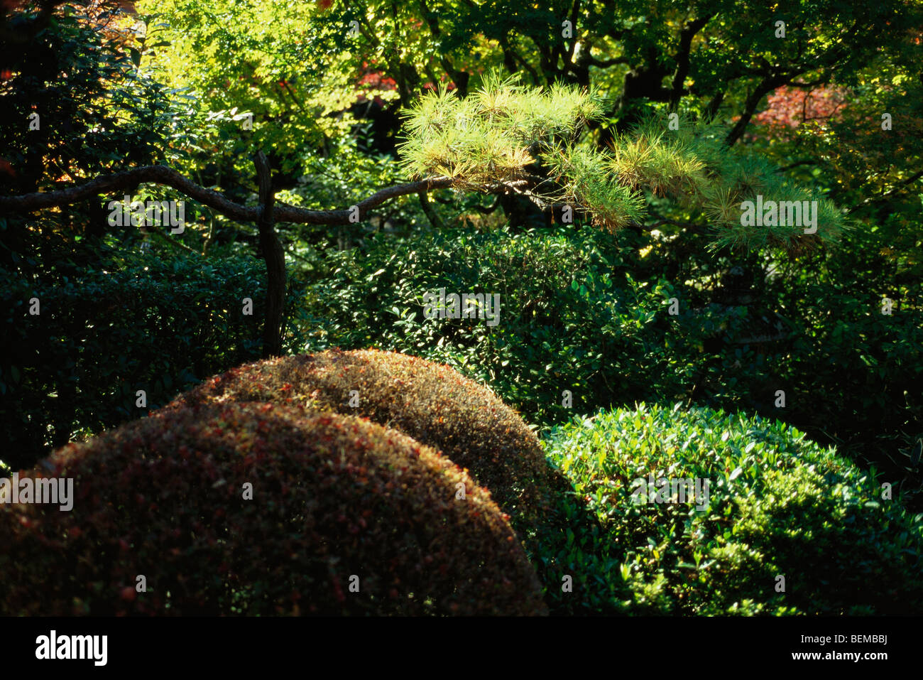 Trees and shrubs in Japanese garden Stock Photo Alamy
