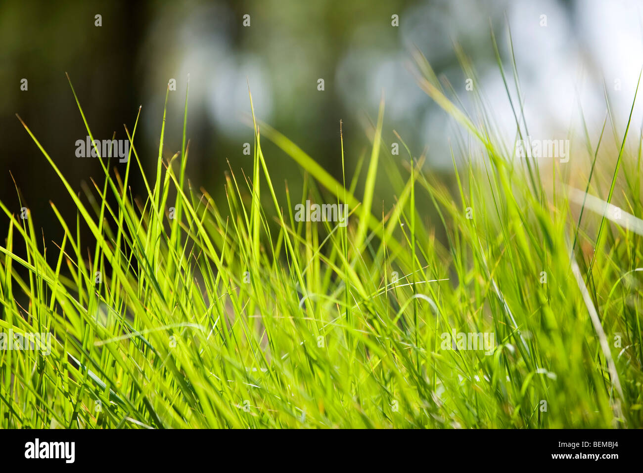 Blades of grass, close-up Stock Photo