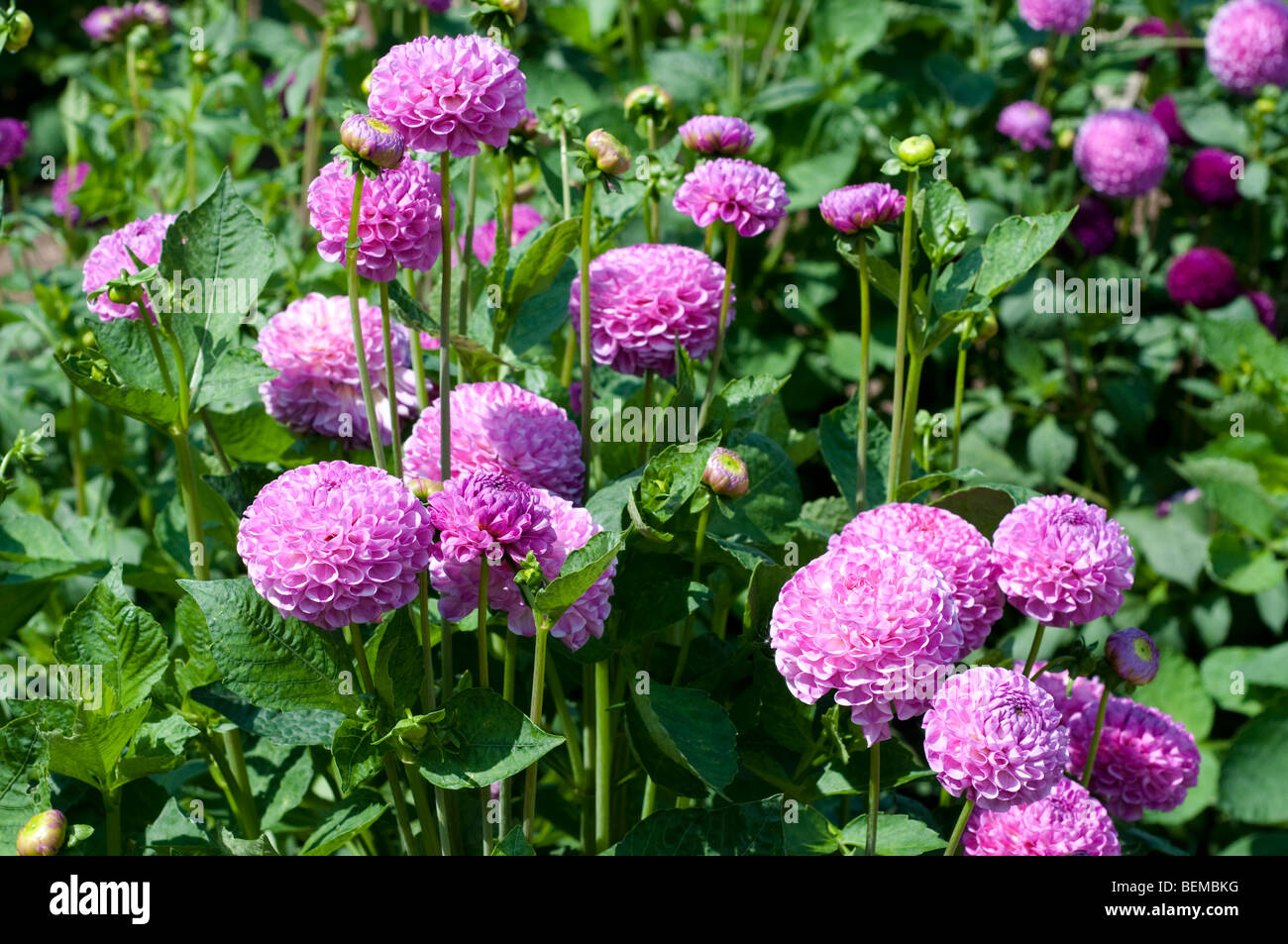 Dahlia ANNIVERSARY BALL Stock Photo
