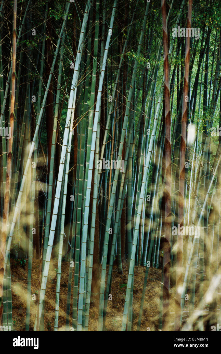 Bamboo grove, Japan Stock Photo