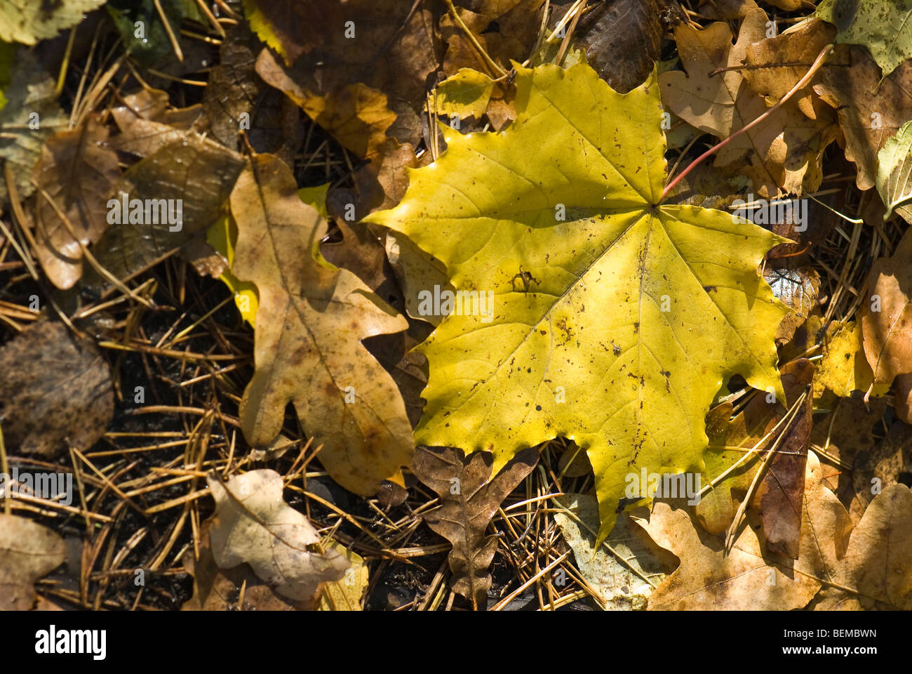 An yellow maple leaf on the forest ground Stock Photo - Alamy